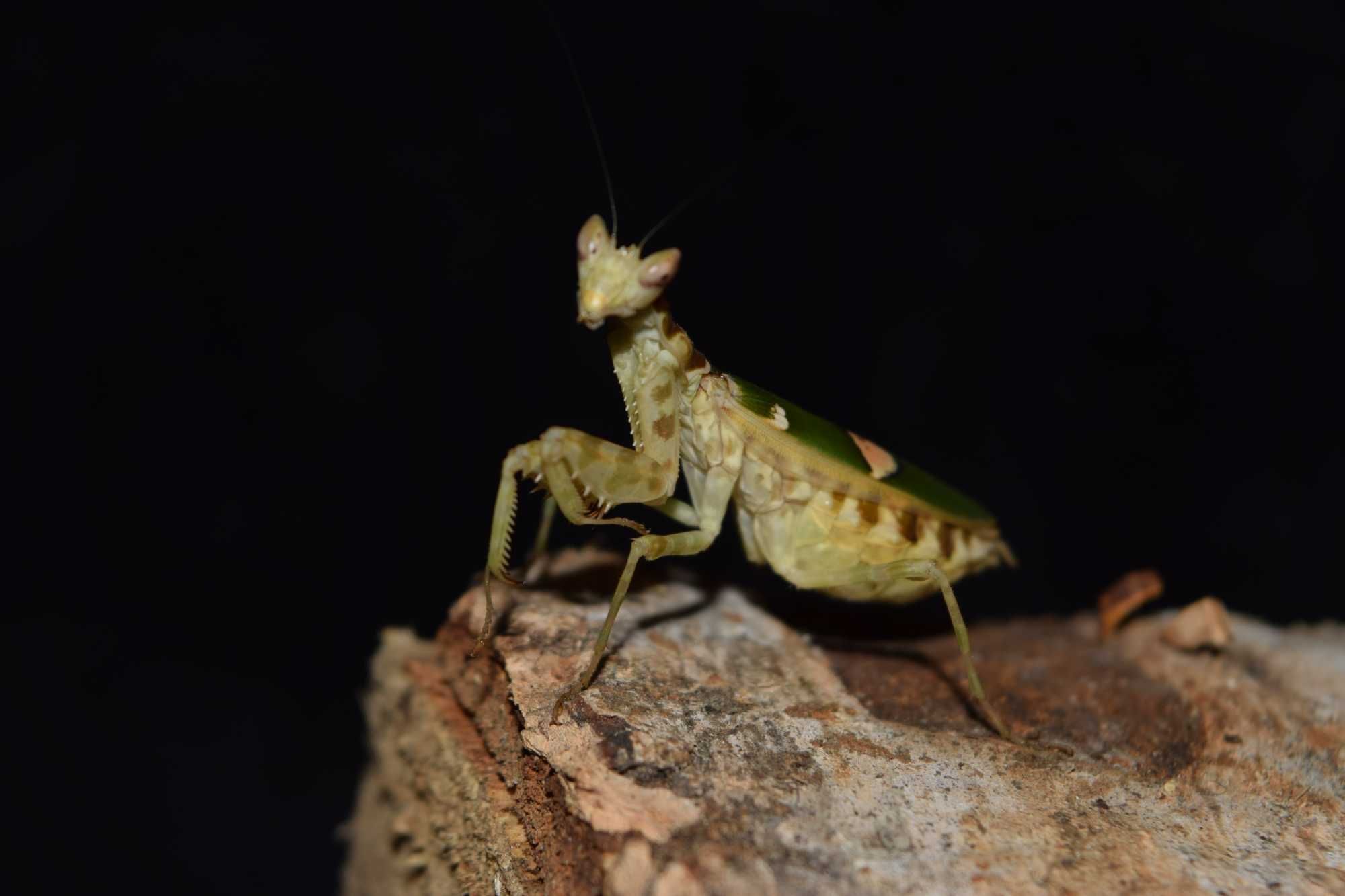 Okazja! Modliszka Creobroter Gemmatus Samica Imago