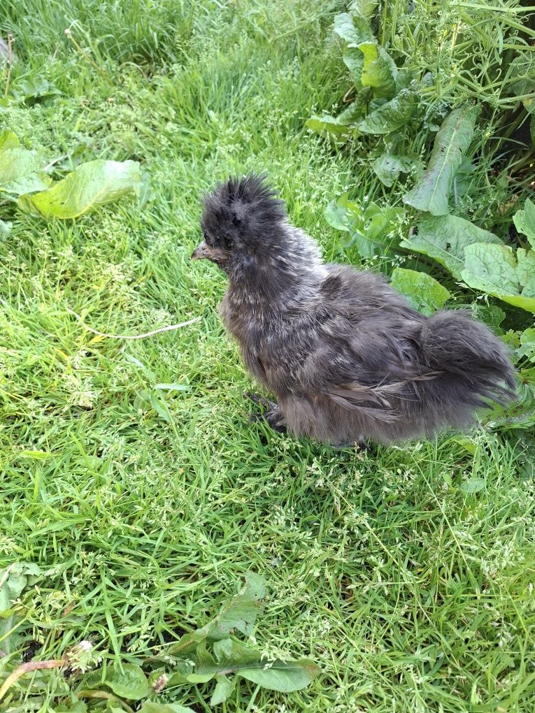 Pisklaki kochin, marans, araucana, legbar, silka, zielononóżka, kogut