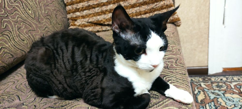 Кот Вязка  Девон Рекс