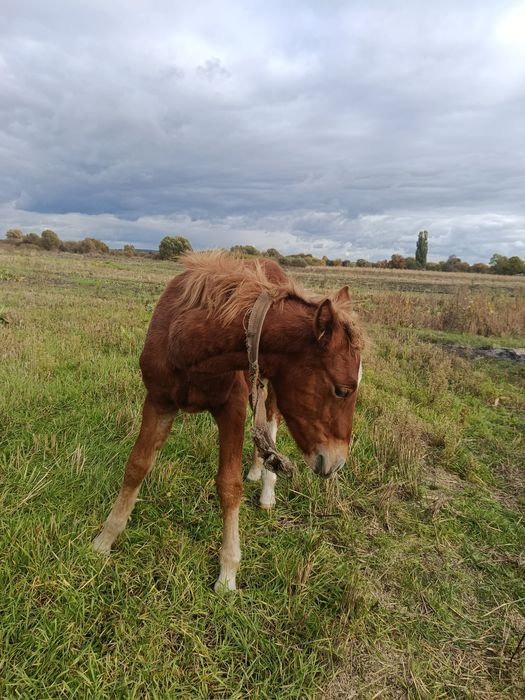 Продам жерепця у хороші руки