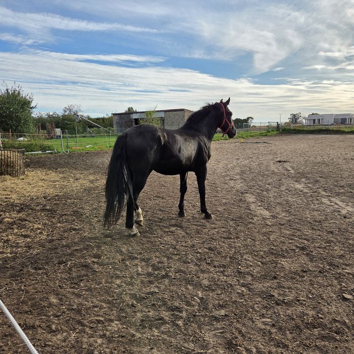 Kary ogier śląski urodziwy