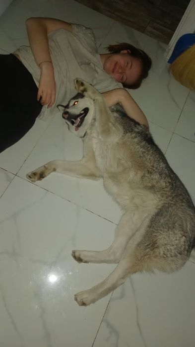 Хлопчик хаскі шукає подругу