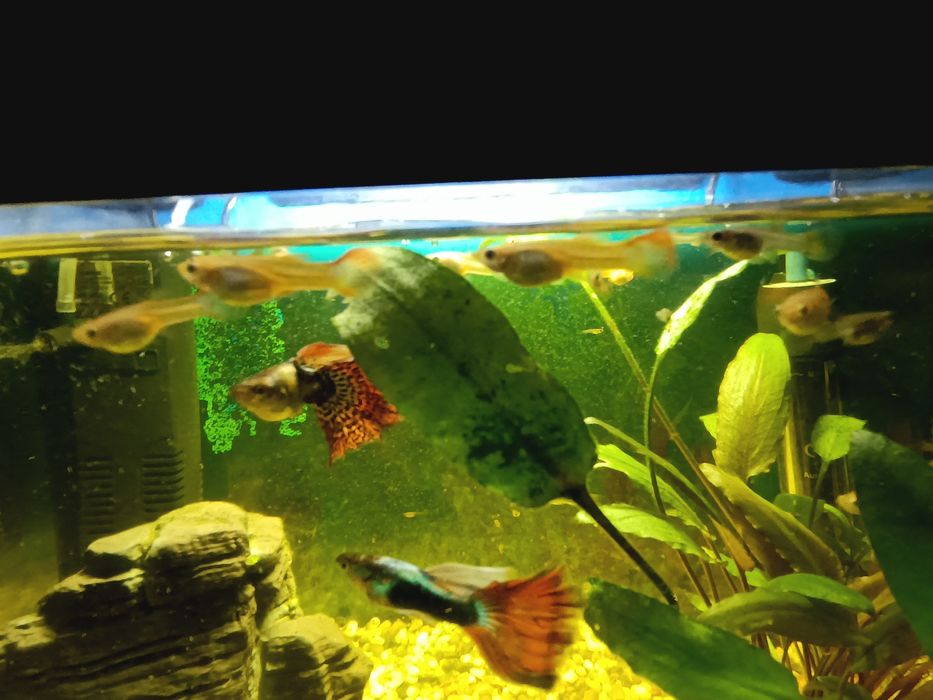 Gupiki akwariowe Red Mosaic Tail