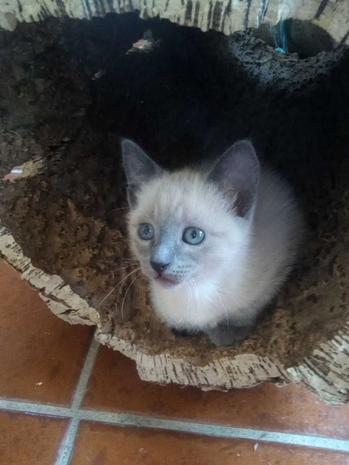 Linda gatinha para ter companhia e amor em casa