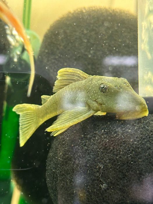 Zbrojnik Glonojad L200 Pleco 10-12cm