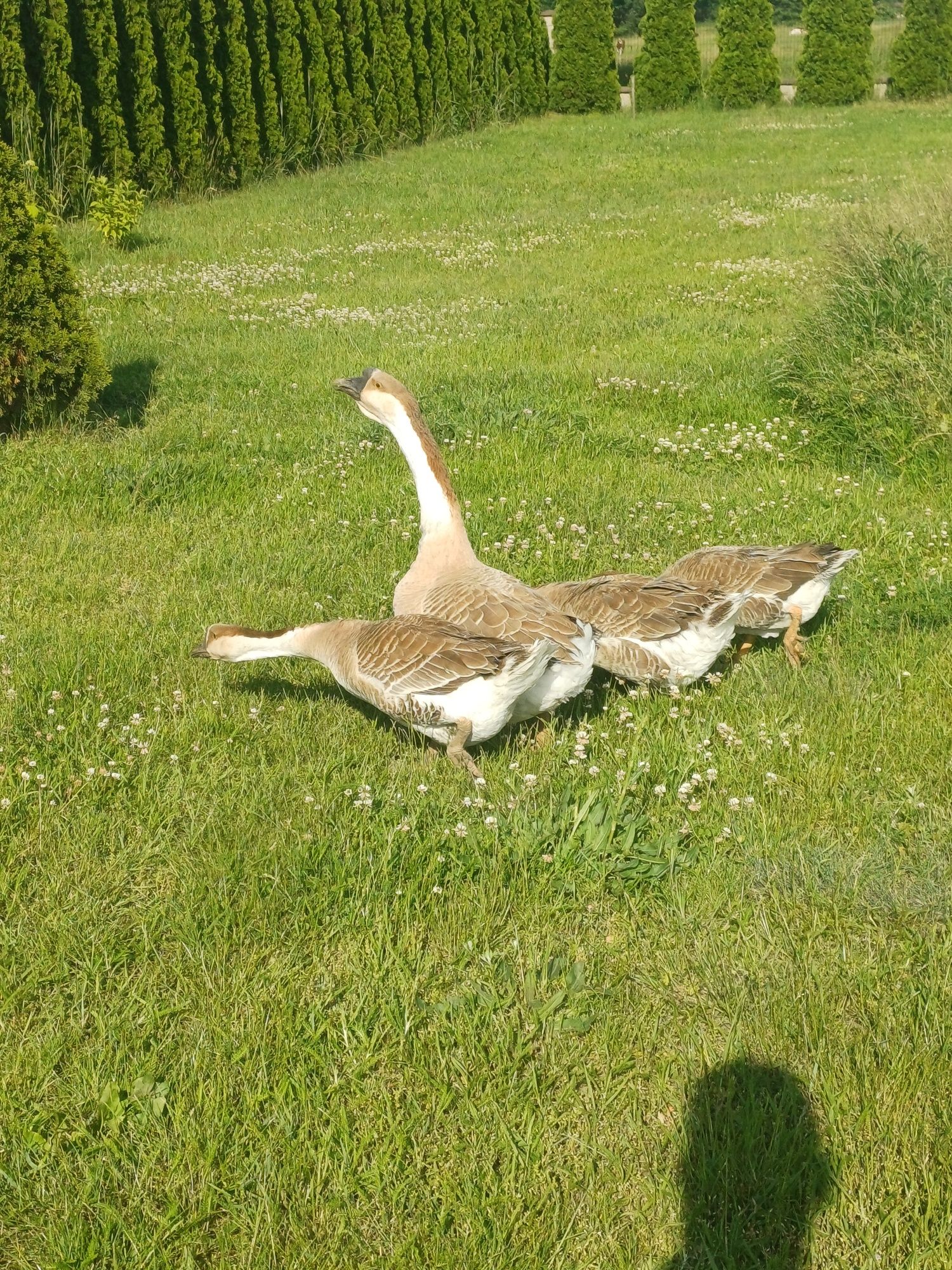 Sprzedam gęsi kubańskie 3+1