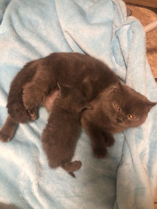 Хлопчик  котик  сірий( подарунок на Миколая)