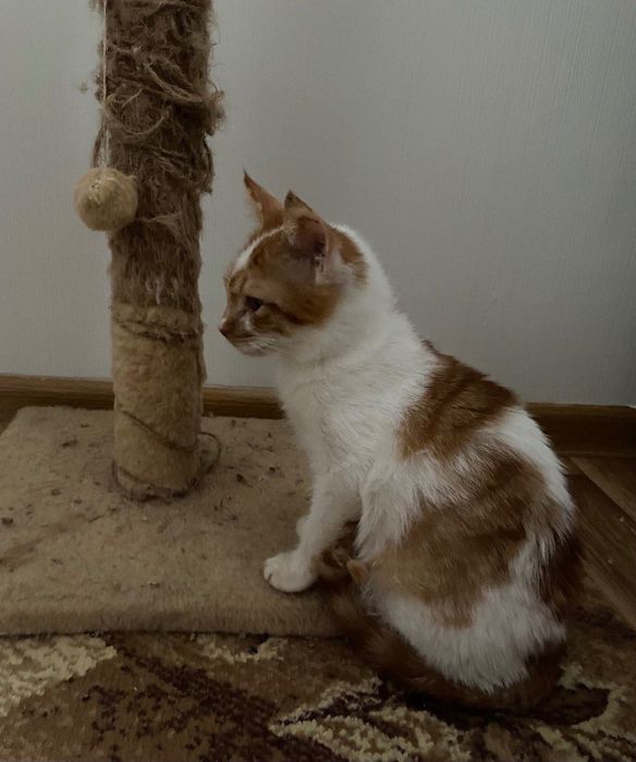 Віддамо котика, 5 місяців