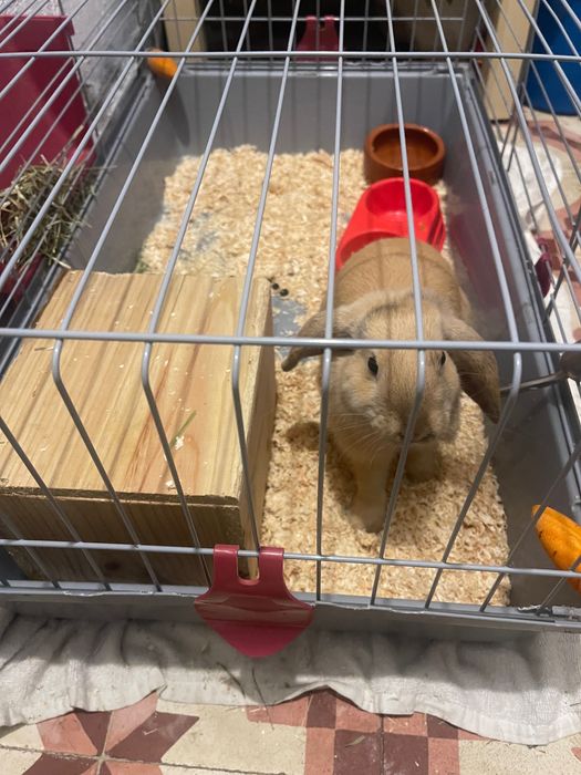 Coelho anão  mini lop