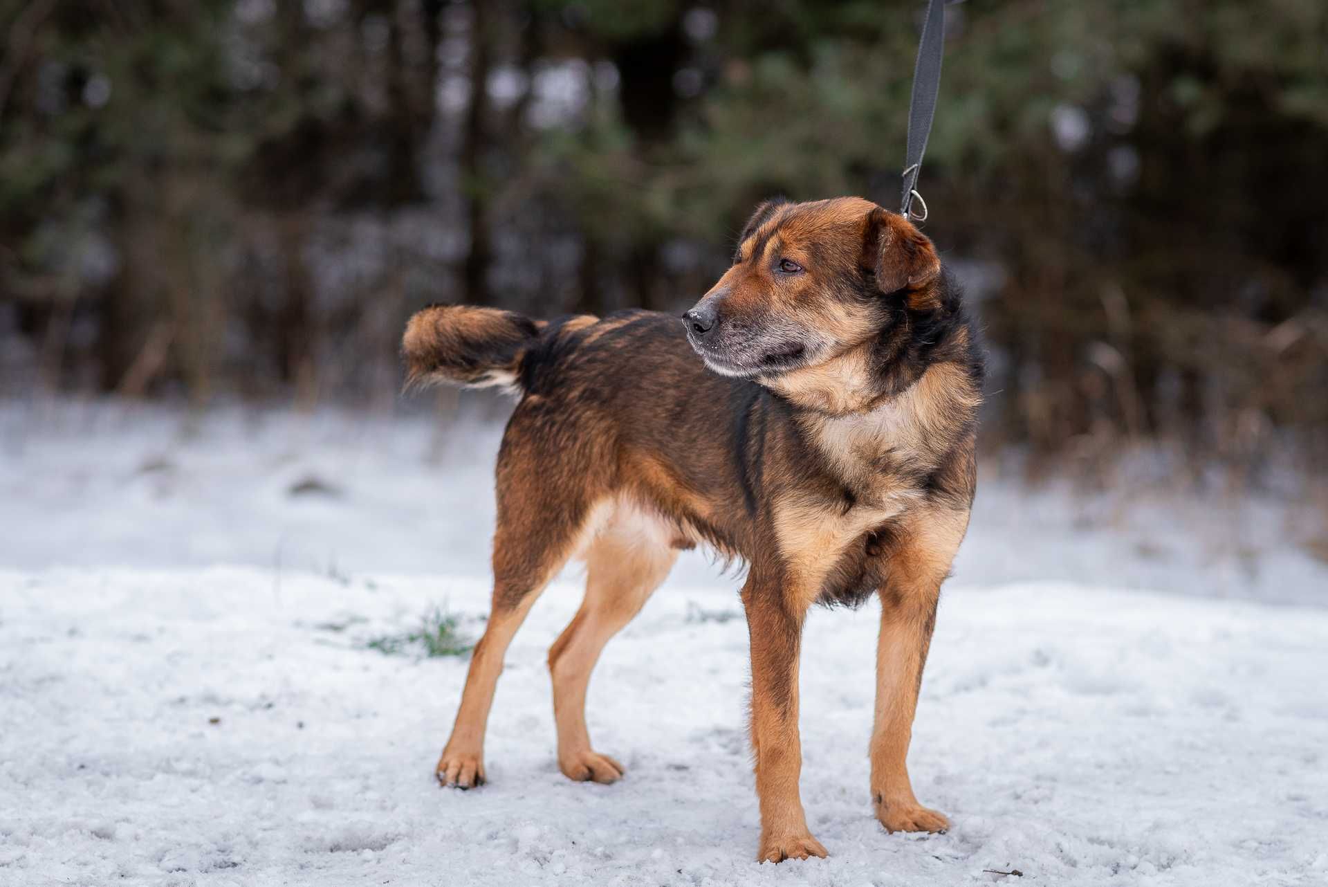 GILANT - łagodny wychowany i przyjacielski psiak do adopcji