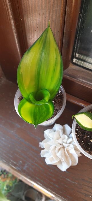 Сансевієрія стар роуз, хани Green mould variegated .
