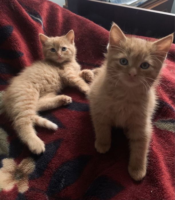 Віддам кошенят в добрі руки