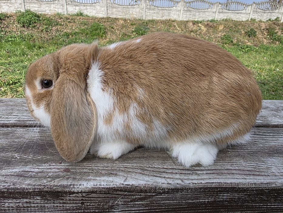Mini lop  , karzełek Baran  żółty i czerwony