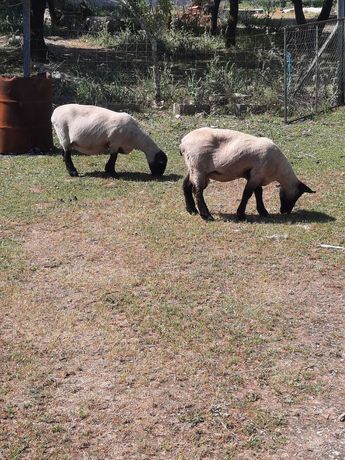 Ovelhas/carneiro Suffolk