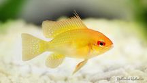Pielęgniczka Ramireza Gold - TINA ZOO ZABRZE