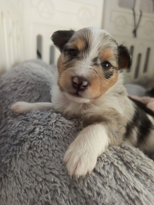 Owczarek szetlandzki suczka Blue merle