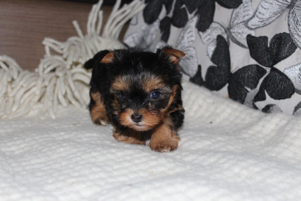 Продам цуценят йорків