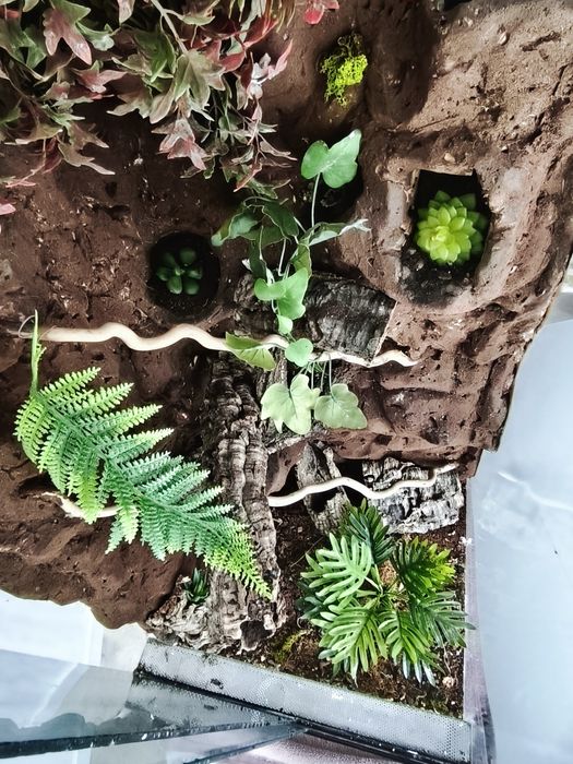 Terrarium akwarium gekon orzęsiony kora