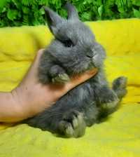 Карликовый мини кролик,міні кролики,крольчата,кроленята,карликові