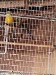Aves psetacideis