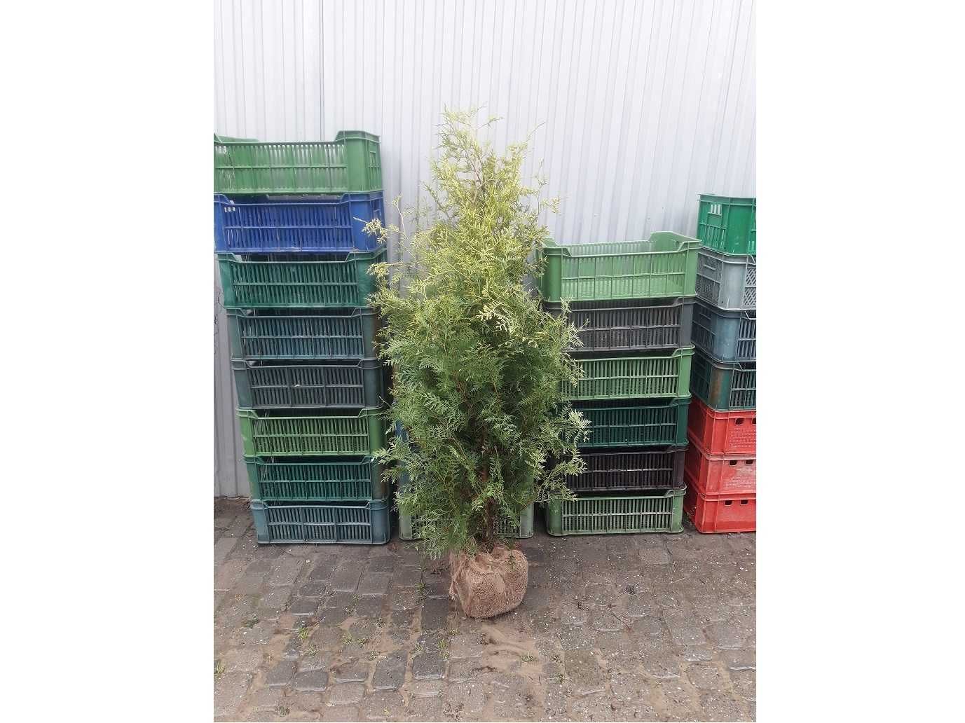 Thuja Brabant! 100,120,140,150,160 cm! Tuja! Tuje! Dostawa! Sadzenie!