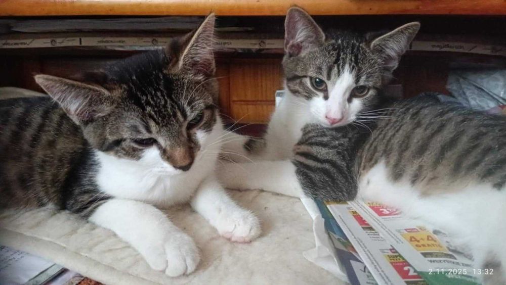 Kocie rodzeństwo szuka domu
