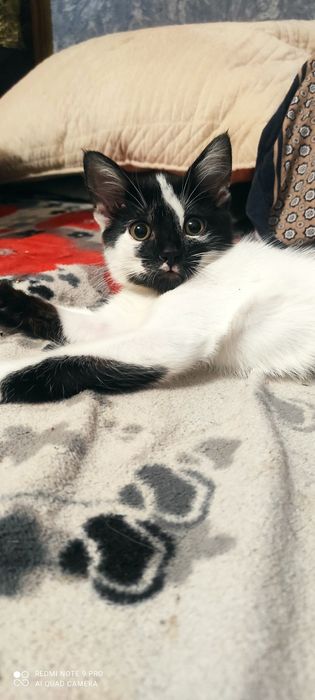 Котёнок девочка .