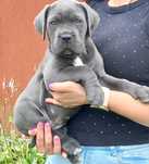 Przepiękne szczeniaki Cane Corso FCI,cudowny charakter
Pragnę