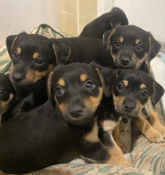 Szczeniaki do przygarnięcia