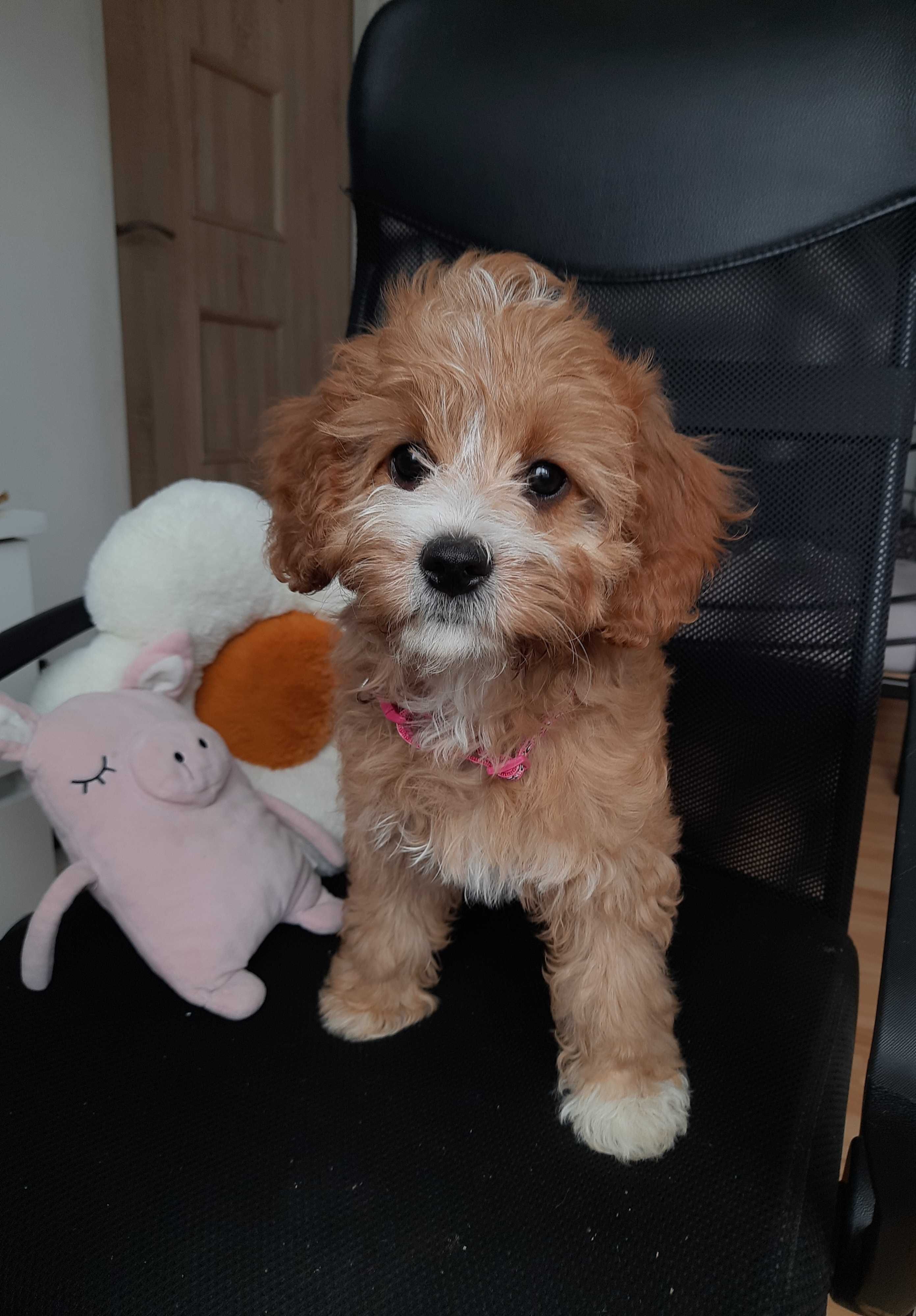 Cavapoo Cavalier & Pudel