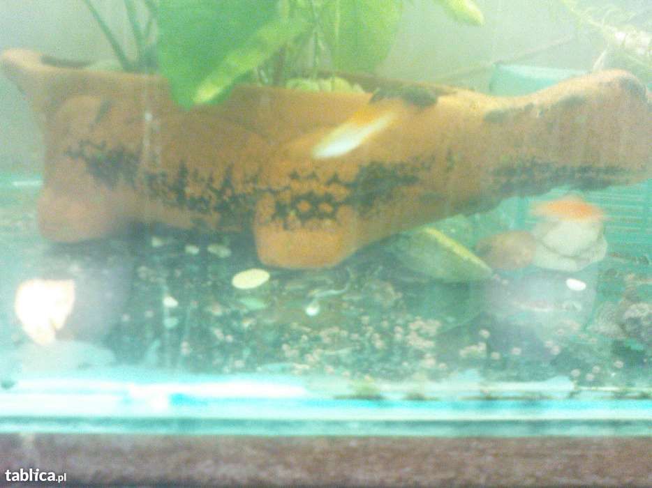 Glonojad - Zbrojnik niebieski