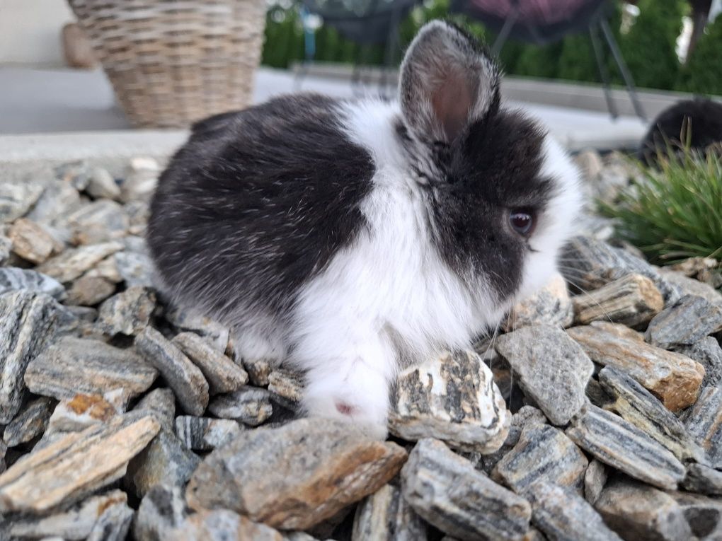 Króliczek miniaturka mini lop