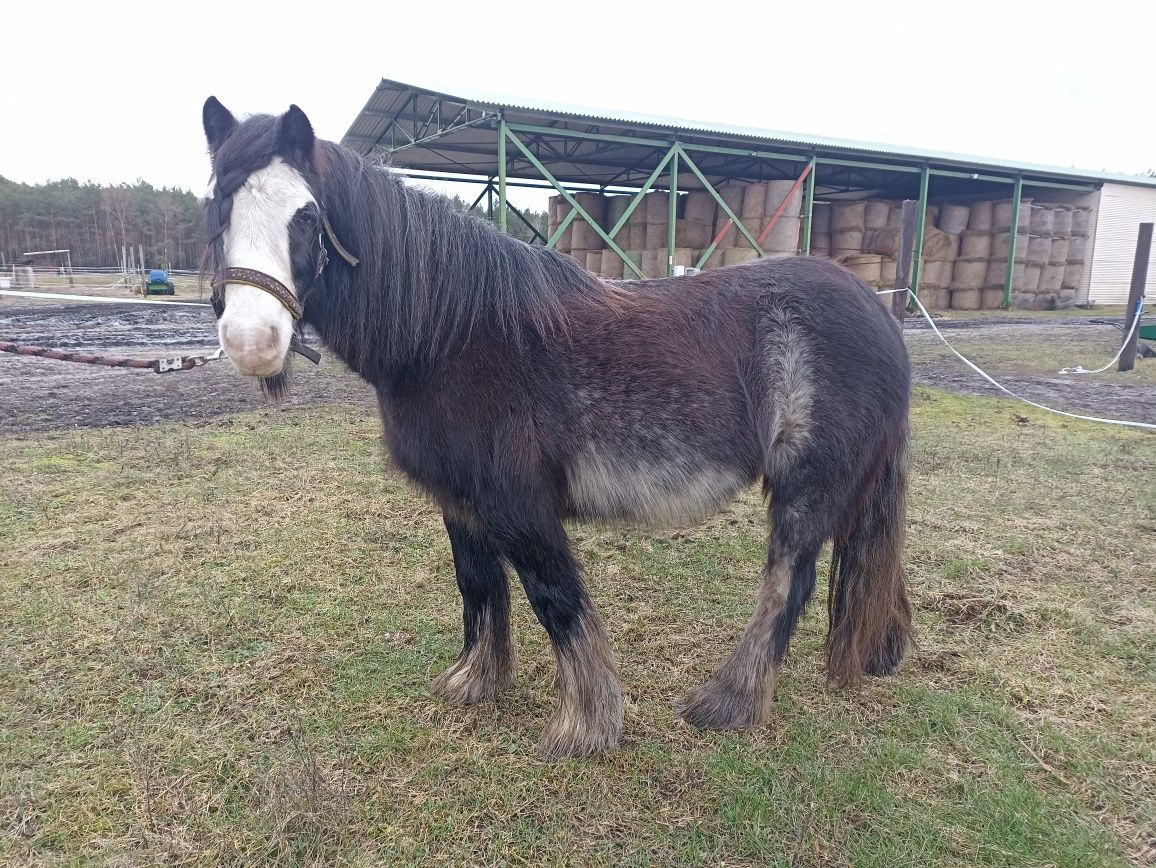 Klacz Tinker irish cob 7 lat.