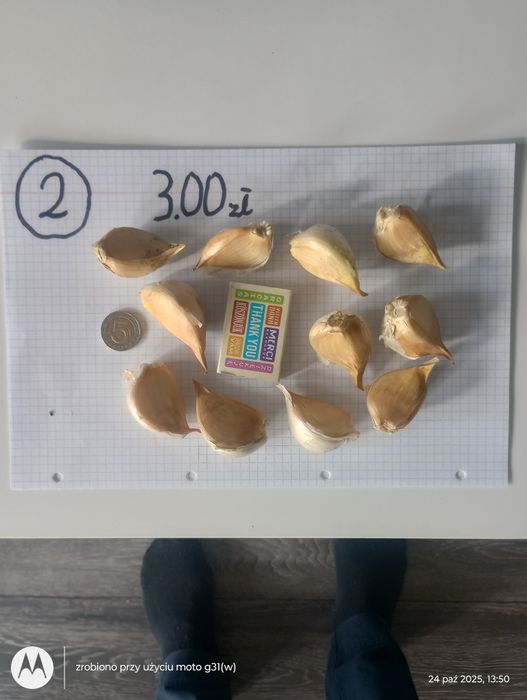 Czosnek słoniowy , gigant