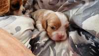 Cavalier King Charles Spaniel FCI