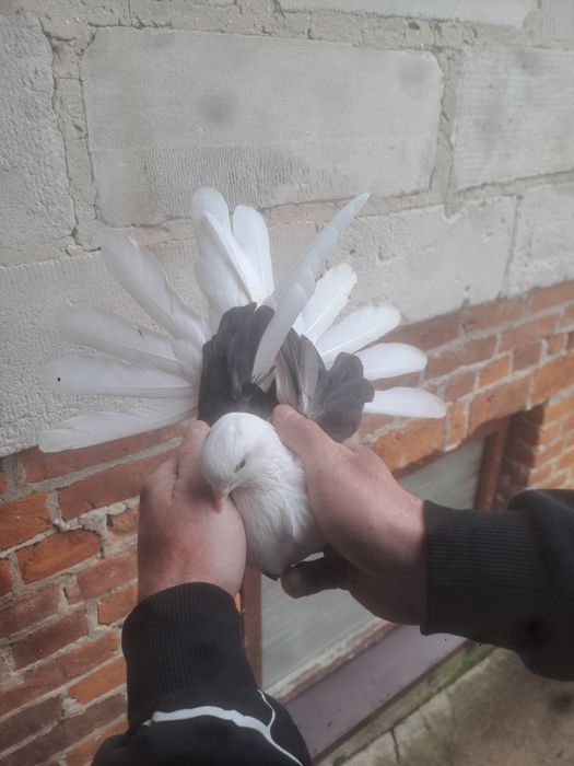 Gołębie orliki boki samica