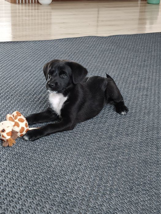 Oddam psa kundelek suczka.