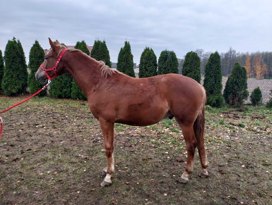 Ogierek Polski Koń Sportowy