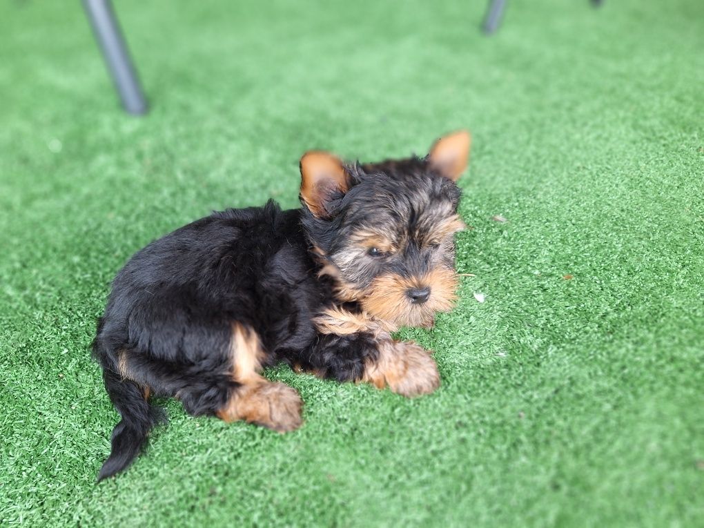Yorkshire terrier miniaturowy z metryką