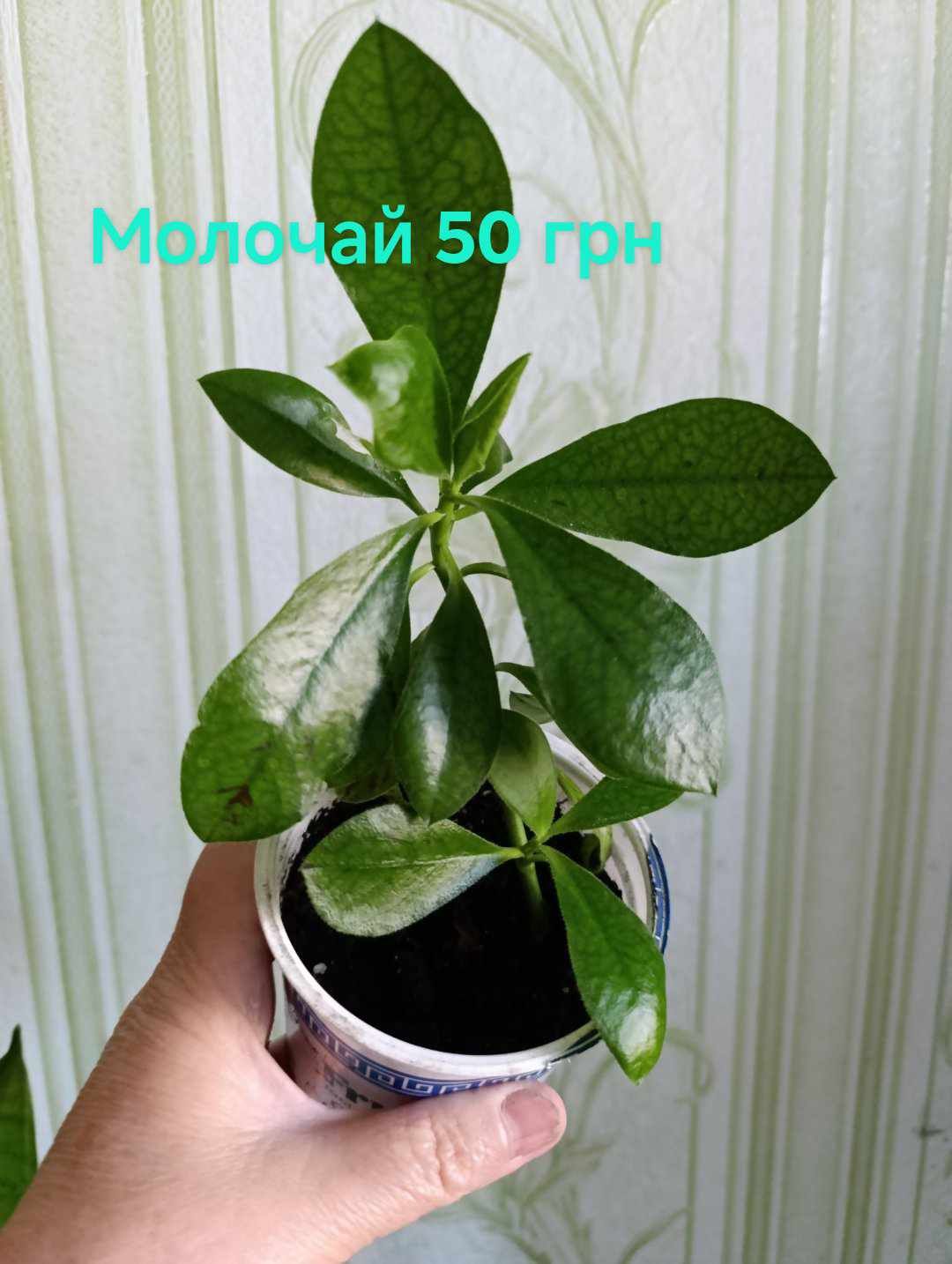 Комнатные растения