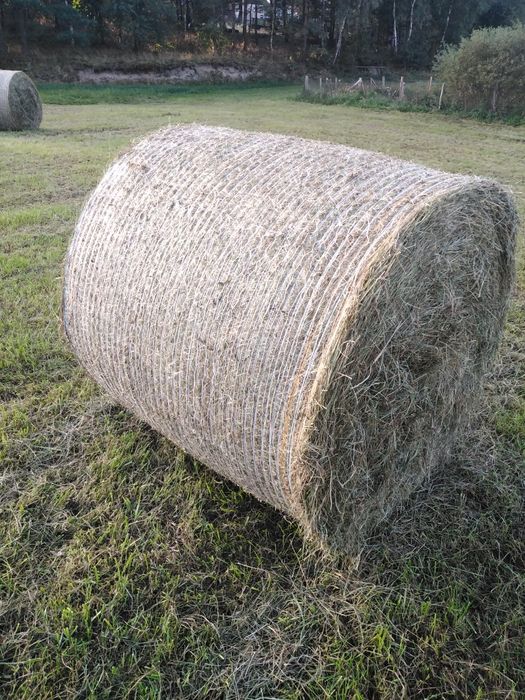 Siano w balotach z łąki