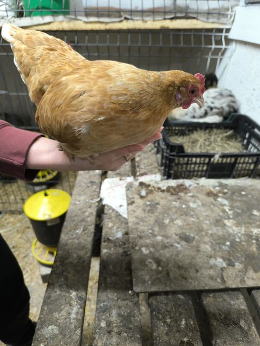 Kury kochiny miniaturkowe