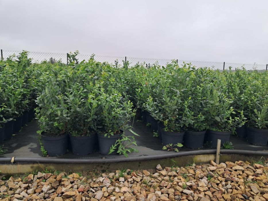 Sadzonki borówki amerykańskiej: Duke, Draper,Calypso,Liberty