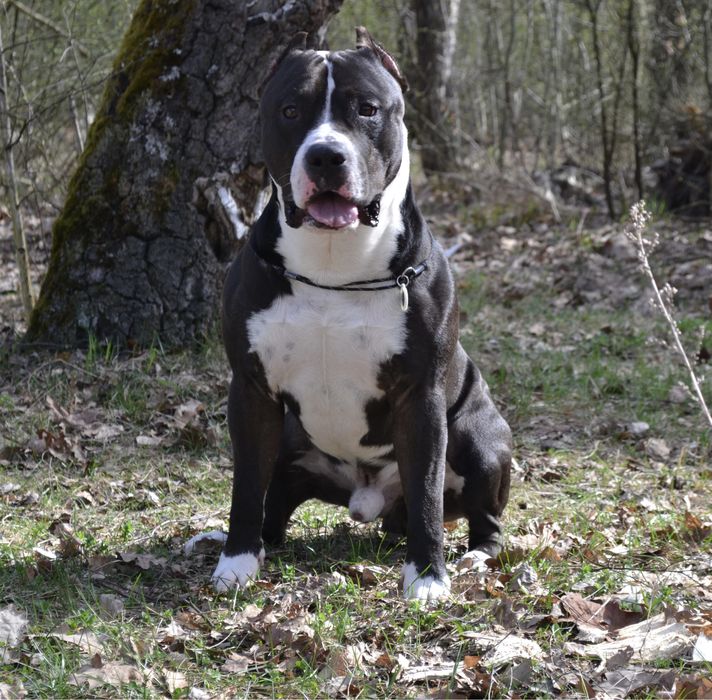 Чистокровний амстафф запрошує на в' язку АСТ стафф