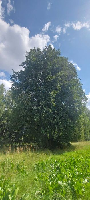 Sprzedam drewno lipa - na opał lub do rzeźbienia