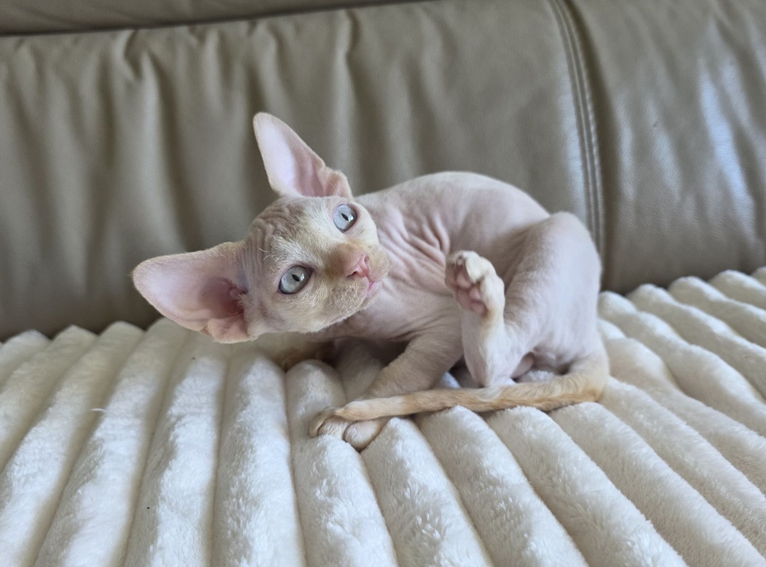 Devon Rex - Kasper - Gotowy do odbioru Kocurek Point z Niebieskimi Ocz