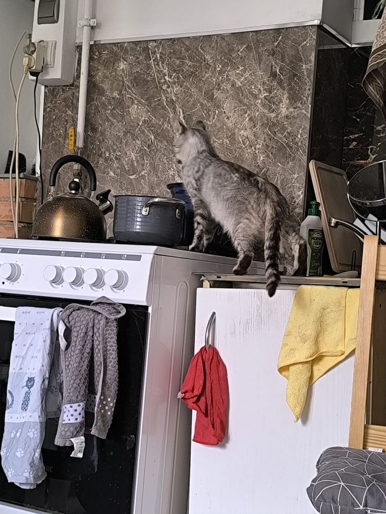 Roczna srebrna kotka poleca się do adopcji!