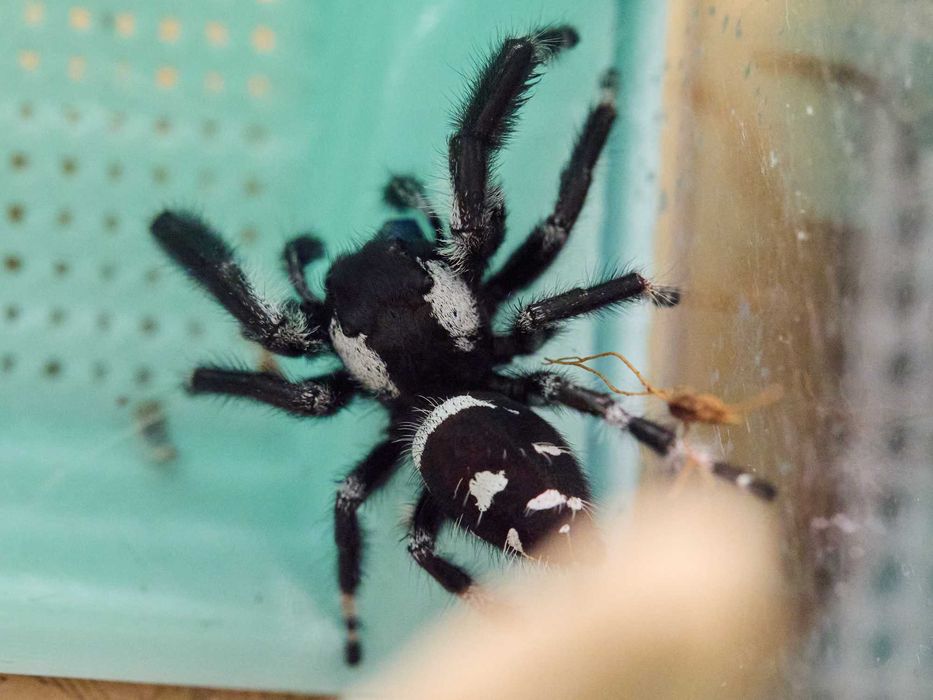 Skakun królewski samiec Phidippus regius bahama "białe uszy"