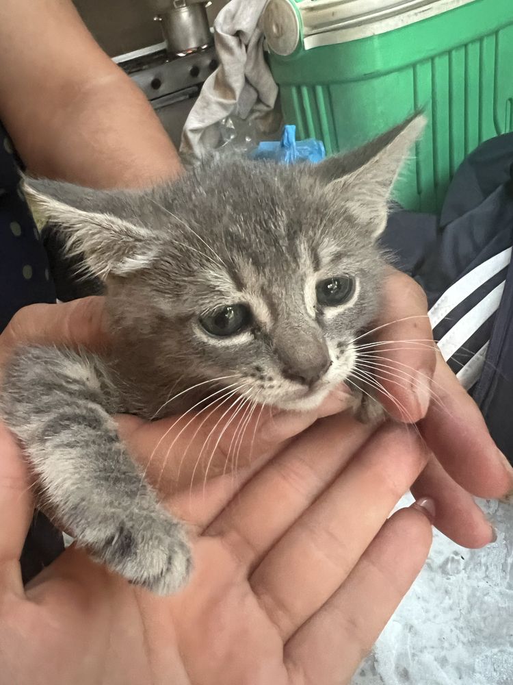 Gatos para Adocao