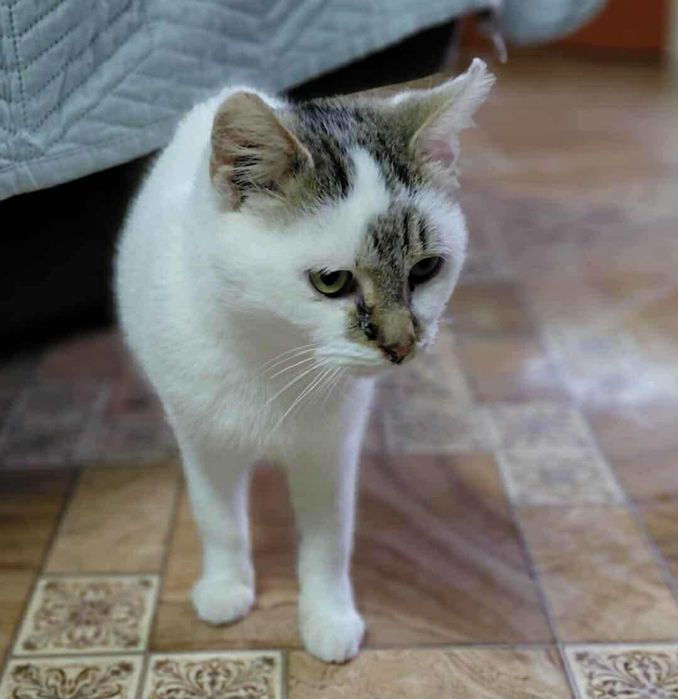 Kocurek do adopcji